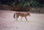 PICTURES/Coyote/t_Coyote2.jpg